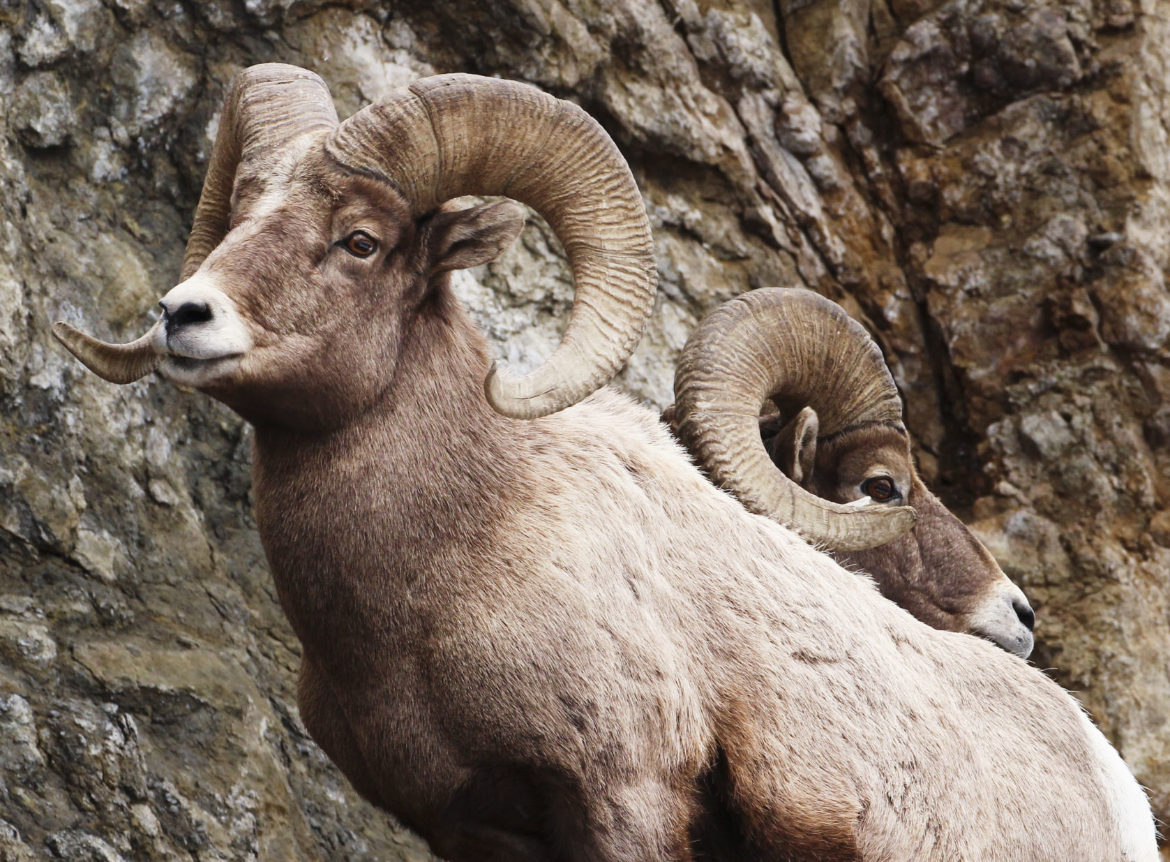 Big Horn Sheep